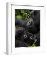 Mountain Gorilla with Her Young Baby, Rwanda, Africa-Milse Thorsten-Framed Photographic Print