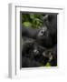 Mountain Gorilla with Her Young Baby, Rwanda, Africa-Milse Thorsten-Framed Photographic Print