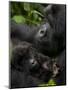 Mountain Gorilla with Her Young Baby, Rwanda, Africa-Milse Thorsten-Mounted Photographic Print