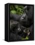 Mountain Gorilla with Her Young Baby, Rwanda, Africa-Milse Thorsten-Framed Stretched Canvas