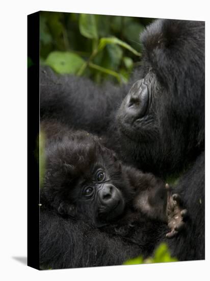 Mountain Gorilla with Her Young Baby, Rwanda, Africa-Milse Thorsten-Stretched Canvas