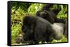 Mountain gorilla with infant playing on his back, Rwanda-Mary McDonald-Framed Stretched Canvas