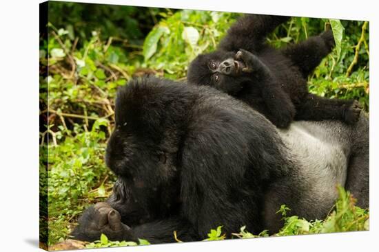 Mountain gorilla with infant playing on his back, Rwanda-Mary McDonald-Stretched Canvas