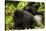 Mountain gorilla with infant playing on his back, Rwanda-Mary McDonald-Stretched Canvas