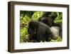 Mountain gorilla with infant playing on his back, Rwanda-Mary McDonald-Framed Photographic Print