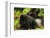 Mountain gorilla with infant playing on his back, Rwanda-Mary McDonald-Framed Photographic Print