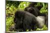 Mountain gorilla with infant playing on his back, Rwanda-Mary McDonald-Mounted Photographic Print