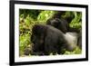 Mountain gorilla with infant playing on his back, Rwanda-Mary McDonald-Framed Photographic Print