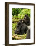 Mountain gorilla with infants playing on his back, Rwanda-Mary McDonald-Framed Photographic Print