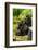 Mountain gorilla with infants playing on his back, Rwanda-Mary McDonald-Framed Photographic Print