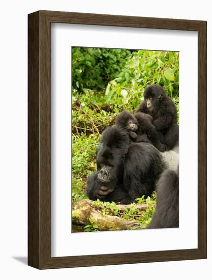 Mountain gorilla with infants playing on his back, Rwanda-Mary McDonald-Framed Photographic Print