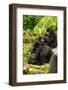 Mountain gorilla with infants playing on his back, Rwanda-Mary McDonald-Framed Photographic Print