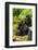 Mountain gorilla with infants playing on his back, Rwanda-Mary McDonald-Framed Photographic Print