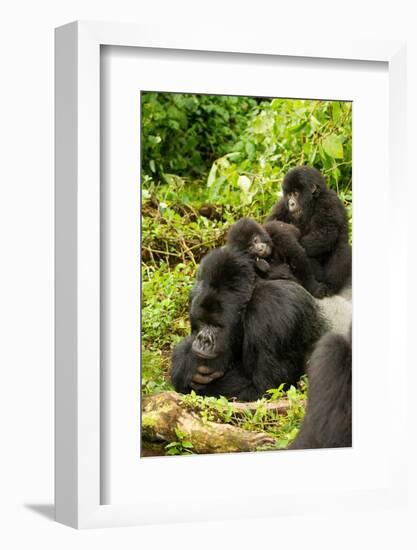 Mountain gorilla with infants playing on his back, Rwanda-Mary McDonald-Framed Photographic Print