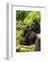 Mountain gorilla with infants playing on his back, Rwanda-Mary McDonald-Framed Photographic Print