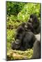 Mountain gorilla with infants playing on his back, Rwanda-Mary McDonald-Mounted Photographic Print