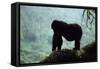 Mountain Gorilla-Adrian Warren-Framed Stretched Canvas