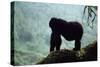 Mountain Gorilla-Adrian Warren-Stretched Canvas