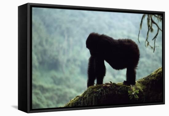 Mountain Gorilla-Adrian Warren-Framed Stretched Canvas