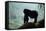 Mountain Gorilla-Adrian Warren-Framed Stretched Canvas