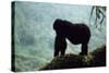 Mountain Gorilla-Adrian Warren-Stretched Canvas