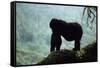 Mountain Gorilla-Adrian Warren-Framed Stretched Canvas