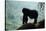 Mountain Gorilla-Adrian Warren-Stretched Canvas