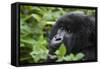 Mountain Gorilla-null-Framed Stretched Canvas