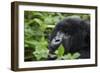 Mountain Gorilla-null-Framed Premium Photographic Print