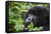 Mountain Gorilla-null-Framed Stretched Canvas