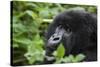 Mountain Gorilla-null-Stretched Canvas