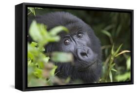Mountain Gorilla-null-Framed Stretched Canvas