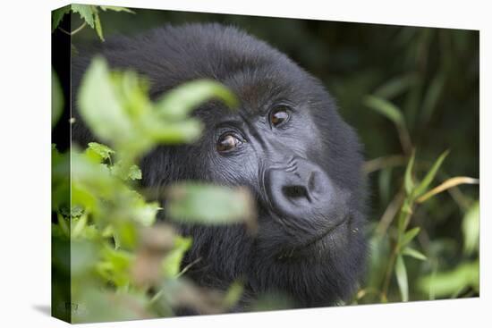 Mountain Gorilla-null-Stretched Canvas