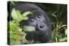 Mountain Gorilla-null-Stretched Canvas