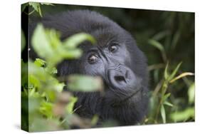 Mountain Gorilla-null-Stretched Canvas