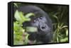 Mountain Gorilla-null-Framed Stretched Canvas