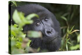 Mountain Gorilla-null-Stretched Canvas