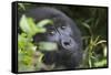 Mountain Gorilla-null-Framed Stretched Canvas