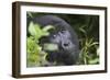 Mountain Gorilla-null-Framed Premium Photographic Print