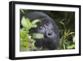 Mountain Gorilla-null-Framed Premium Photographic Print