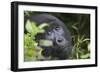 Mountain Gorilla-null-Framed Premium Photographic Print