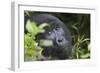 Mountain Gorilla-null-Framed Premium Photographic Print