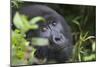 Mountain Gorilla-null-Mounted Premium Photographic Print