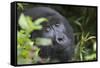 Mountain Gorilla-null-Framed Stretched Canvas