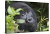 Mountain Gorilla-null-Stretched Canvas