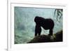 Mountain Gorilla-Adrian Warren-Framed Photographic Print