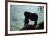 Mountain Gorilla-Adrian Warren-Framed Photographic Print