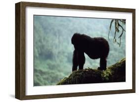 Mountain Gorilla-Adrian Warren-Framed Photographic Print