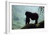 Mountain Gorilla-Adrian Warren-Framed Photographic Print