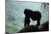 Mountain Gorilla-Adrian Warren-Mounted Photographic Print